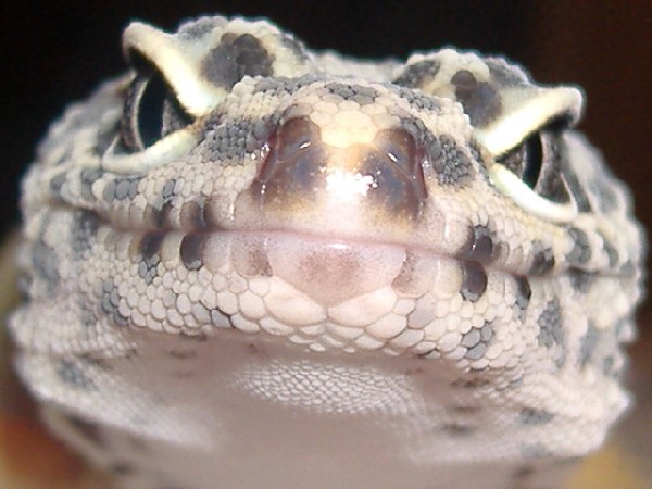 gecko