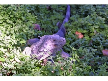 green iguana