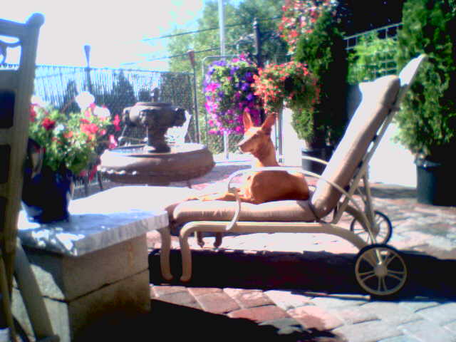 Dogs Life