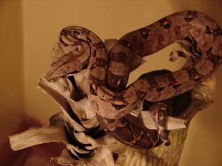 nicaraguan boa