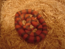 hondo