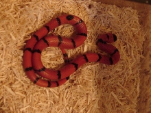hypo honduran