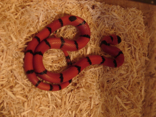 hypo honduran