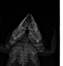 memphis X-ray