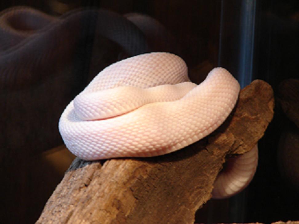 diablo blanco