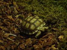 albus the new tortie