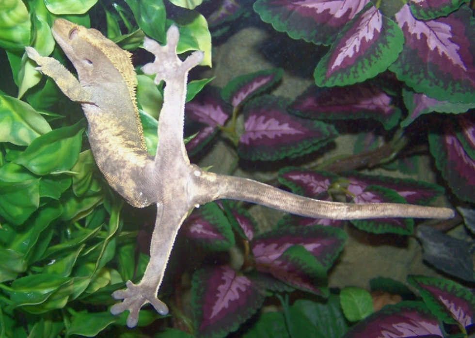 midori spread eagle