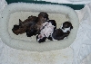 4 babies