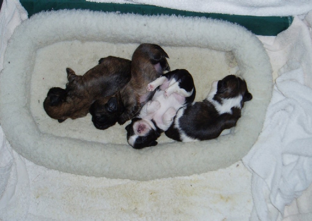 4 babies