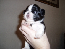 puppies 2 weeks old