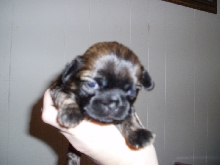 puppy face pic