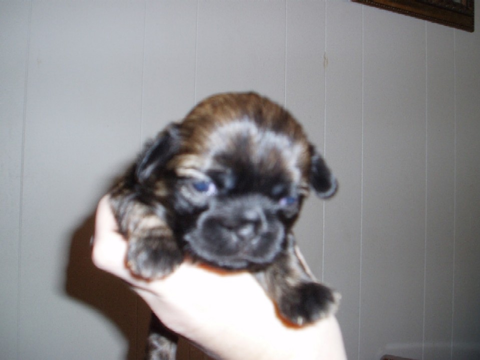 puppy face pic