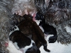 puppies