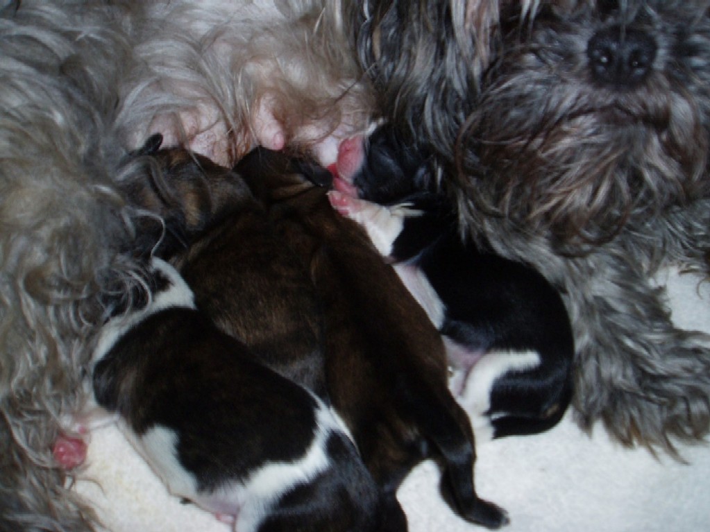 puppies