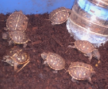 hatchlings