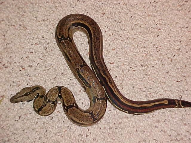 Reverse stripe BCI