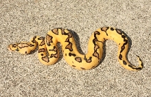 Pastel Enchi Clown