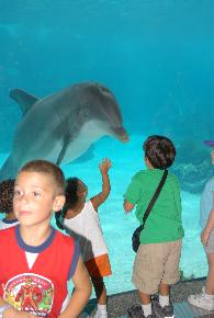 A Boy and his Dolphin
