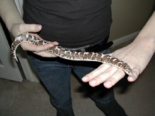 Niles - anery sand boa