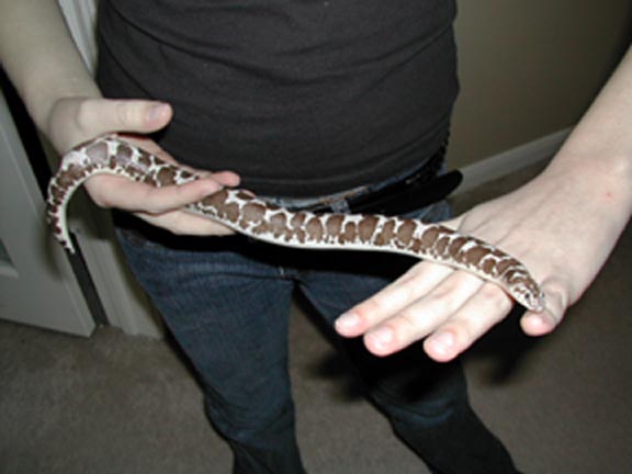 Niles - anery sand boa