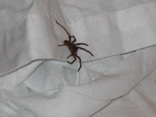 Tanzanian Tarantula