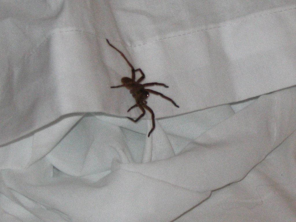 Tanzanian Tarantula
