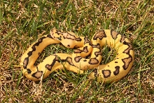 Pastel Enchi Clown