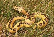 Pastel Enchi Clown