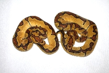 Two Enchi Clowns