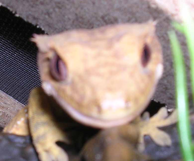 Comfy's eyes 2