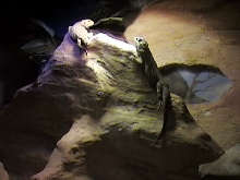 cage i did for bearded dragons