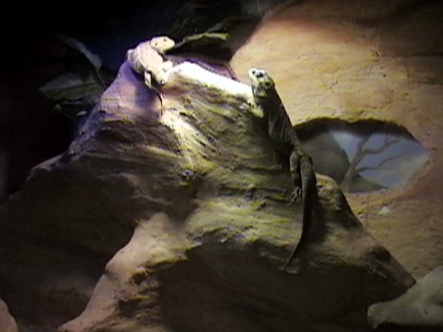 cage i did for bearded dragons