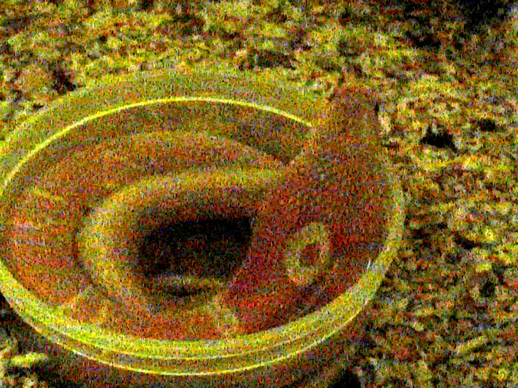 unusual hatch came from normal looking albino parents