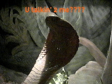 u talkin' to me "a.m.cobra"