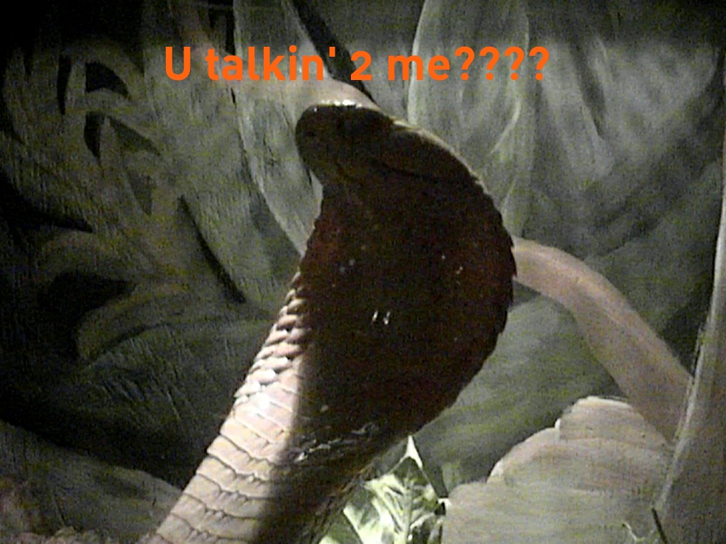 u talkin' to me "a.m.cobra"