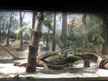 here's another one for eastern diamondbacks