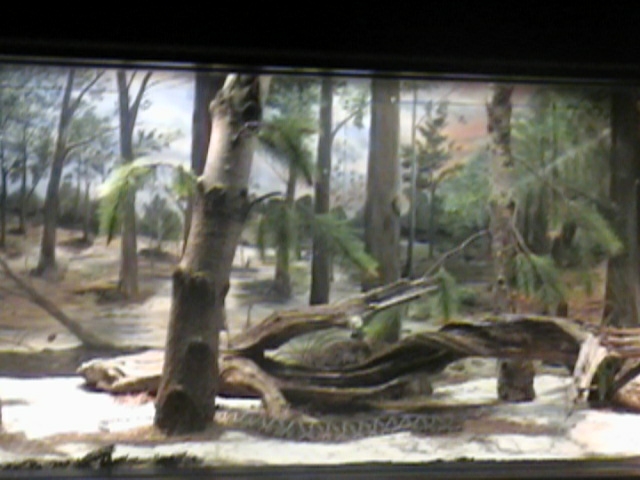 here's another one for eastern diamondbacks