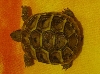 is she a sulcata?