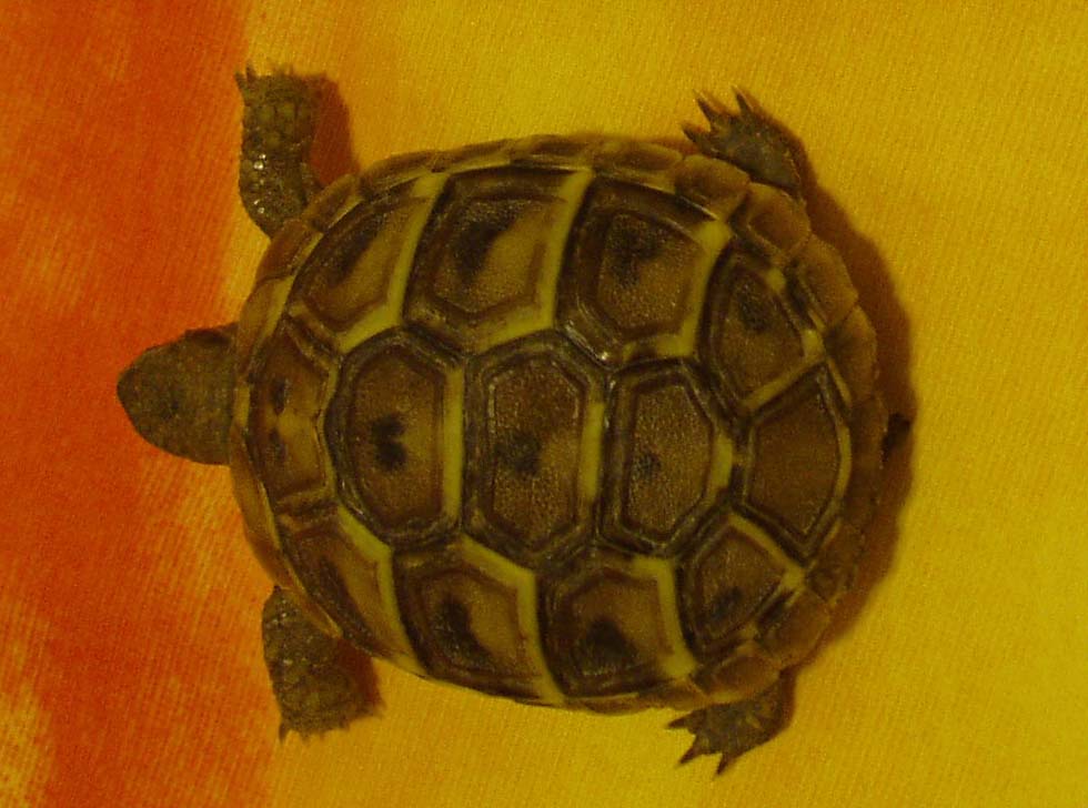 is she a sulcata?