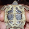 plastron