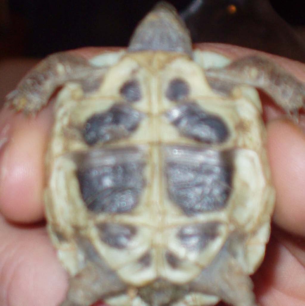 plastron