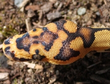 head of Clown Ball Python