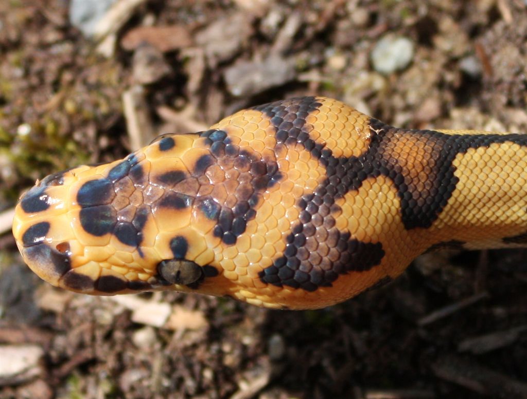 head of Clown Ball Python