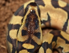 ?1