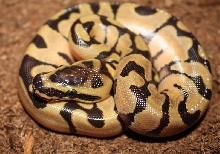 Enchi "super"