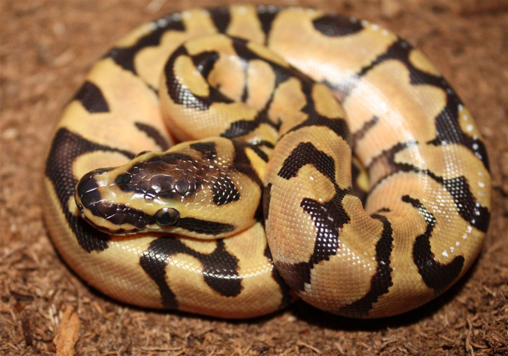 Enchi "super"