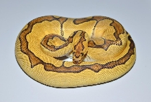 Enchi Clown