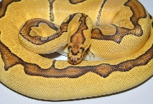 Close up Enchi Clown