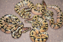 Enchi variation