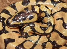 Enchi variable